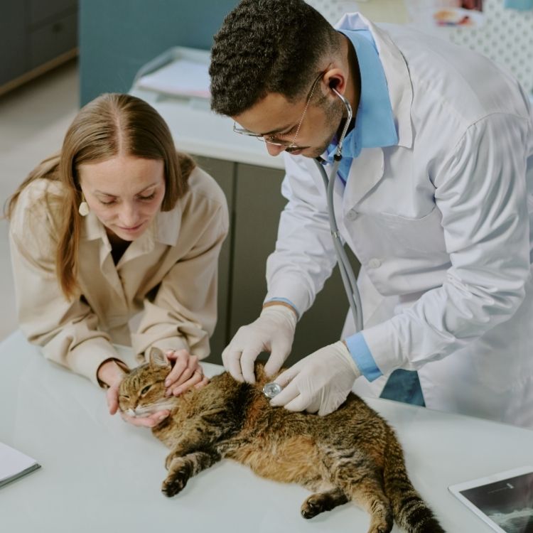 A veterinarian wearing gloves and a stethoscope examines a tabby cat lying on a table