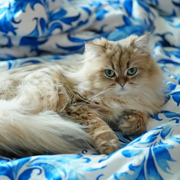 A fluffy golden-brown cat with striking green eyes rests on a bed