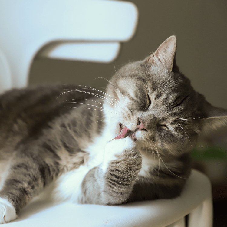 cat licking its paws