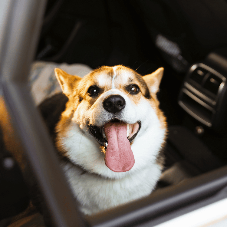 corgi dog sitting in a car on the way to the vet