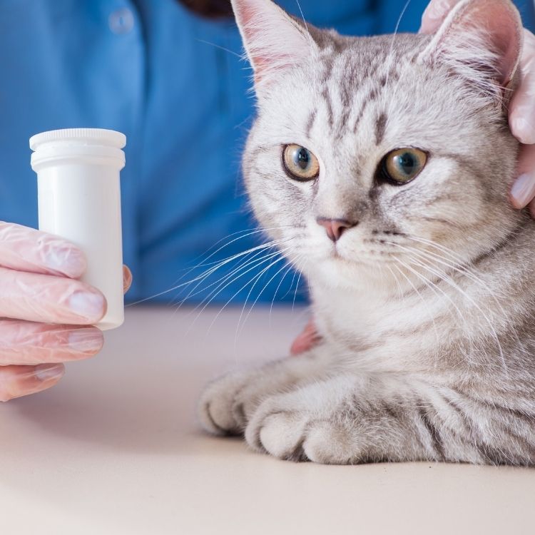 A gloved hand holds a white pill bottle next to a grey tabby cat, while another gloved hand pets the cat's head